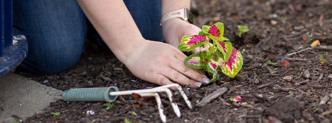 Person planting flowers